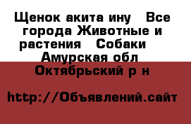 Щенок акита ину - Все города Животные и растения » Собаки   . Амурская обл.,Октябрьский р-н